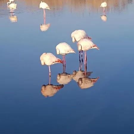 A La Fregate Port-camargue Grau-du-roi *